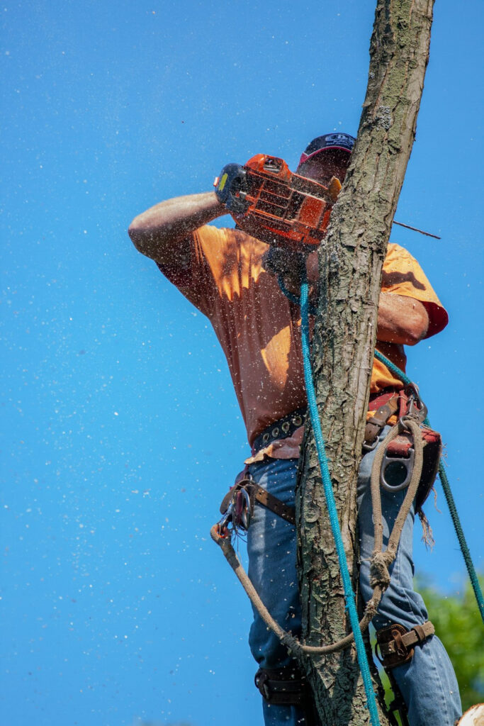 Tree removal in st paul mn