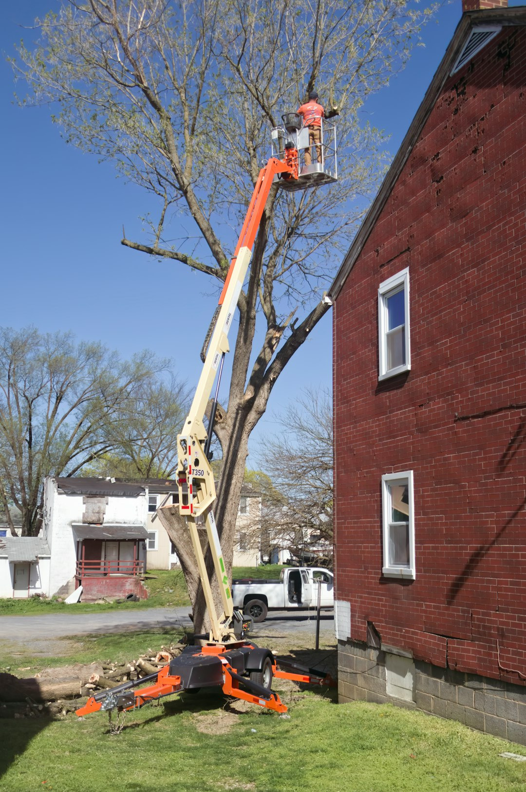 tree removal